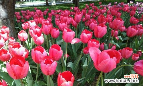 探寻粉色郁金香所传递的浪漫与美好 粉色郁金香的花语