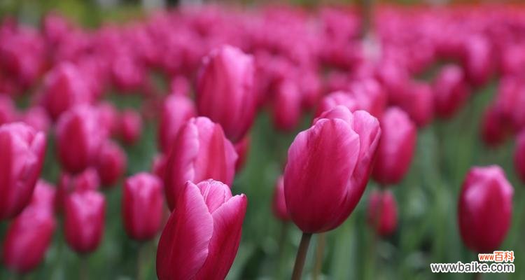 探寻粉色郁金香所传递的浪漫与美好 粉色郁金香的花语