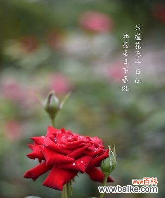 探寻丰花月季的花语之谜 丰花月季