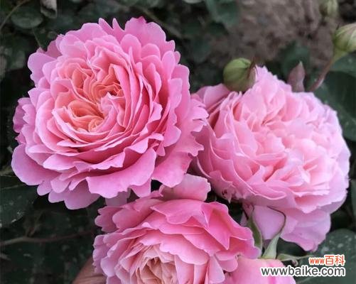 探寻丰花月季的花语之谜 丰花月季