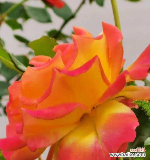 透过花语品味生活的丰盈 丰花月季花语