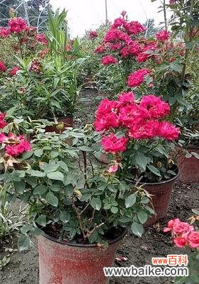 透过花语品味生活的丰盈 丰花月季花语