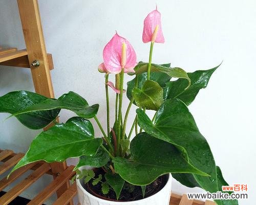 掌握心理和文化的奇妙符号 粉掌的代表意思