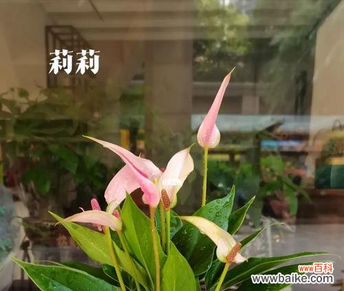 掌握心理和文化的奇妙符号 粉掌的代表意思