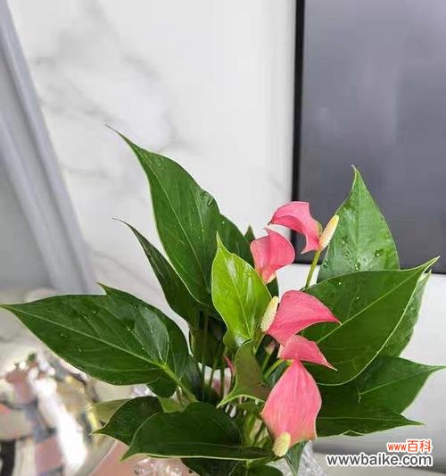 掌握心理和文化的奇妙符号 粉掌的代表意思