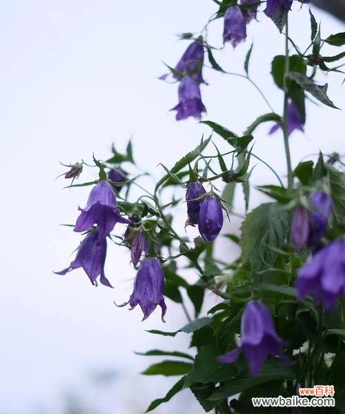 草间风铃的音符、自由的灵魂 风铃草的寓意与启示