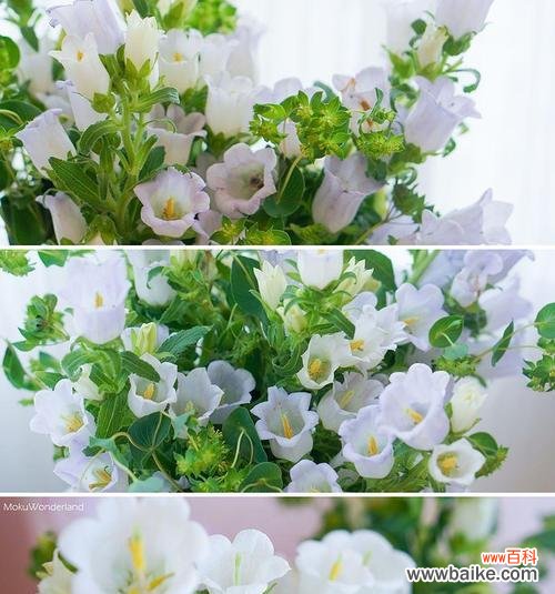 草间风铃的音符、自由的灵魂 风铃草的寓意与启示