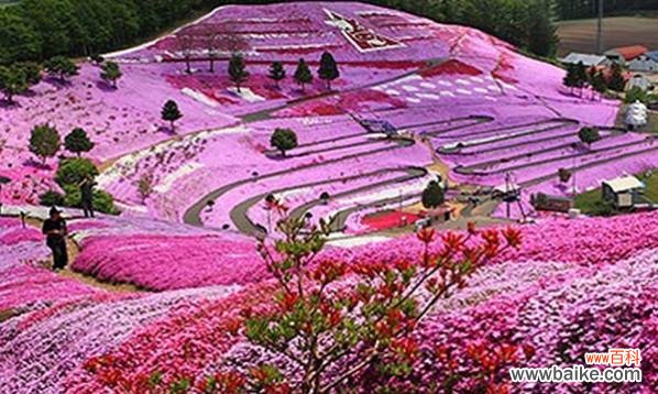 探究芝樱的花语及其名称由来 芝樱