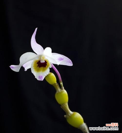 揭开以肿节石斛的神秘面纱 以肿节石斛的花语和含义