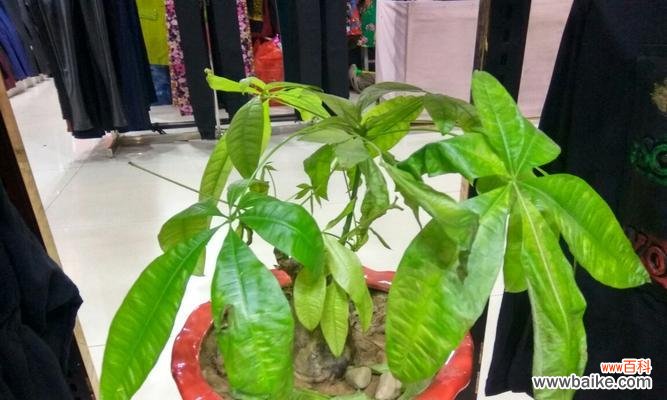 深入剖析招财树的吉祥寓意 招财树花语与象征意义解析