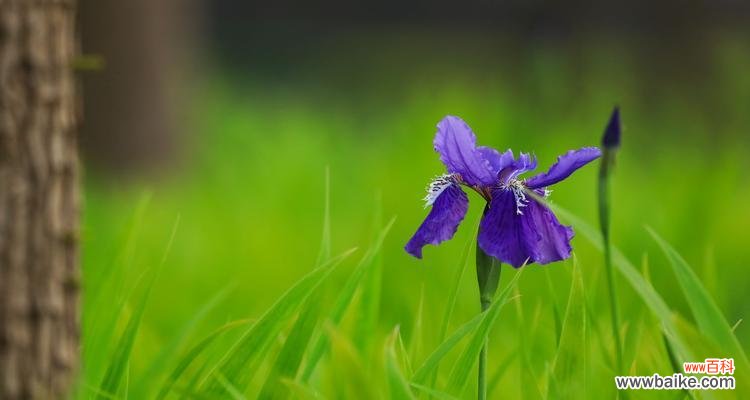 探寻友谊花的美丽与象征意义 五种代表友谊的花，你了解吗