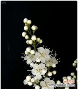 探寻珍珠梅花语的深意与表达 珍珠梅花语之美——追寻花开的柔情