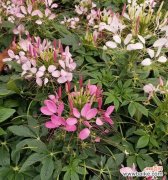 海棠花的花语与文化传承 探秘珠海市花——海棠花的美丽与象征