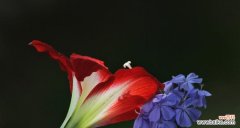 传承千年的花语与神话 朱顶红花