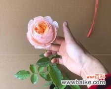 探索朱丽叶玫瑰花语的含义与象征 朱丽叶玫瑰花语的魅力