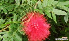 探寻朱缨花的隐含寓意 朱缨花的花语与象征代表意义