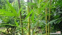 探索竹类文化中的智慧与美好 竹类代表着知足常乐的人生态度