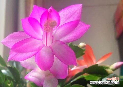 揭示竹子独特的生命寓意 竹子的花语与代表意义