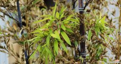 探秘竹子开花的奇迹与哲思 竹子开花的原因及寓意