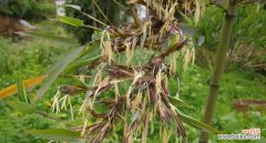 探索竹子开花现象的奥秘及其文化内涵 竹子开花的意义和象征