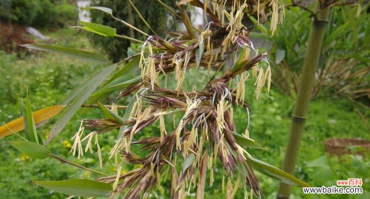 探索竹子开花现象的奥秘及其文化内涵 竹子开花的意义和象征