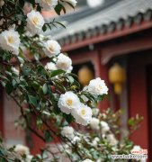 花语重新定义是什么意思？山茶花水晶花语是什么？