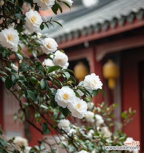 花语重新定义是什么意思？山茶花水晶花语是什么？