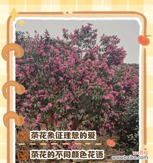 花语重新定义是什么意思？山茶花水晶花语是什么？