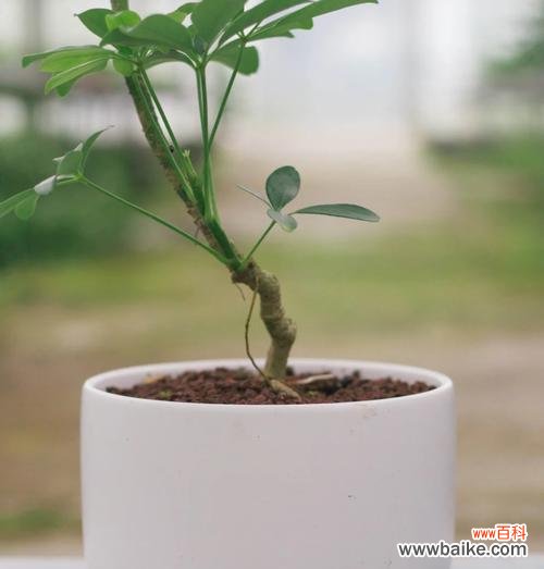 鸭脚筋花的花语有何特别含义？