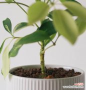 鸭脚筋花的花语有何特别含义？