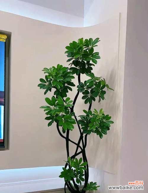 鸭脚筋花的花语有何特别含义？