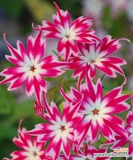 美人鲜花的花语是什么?美人鲜花象征着什么?