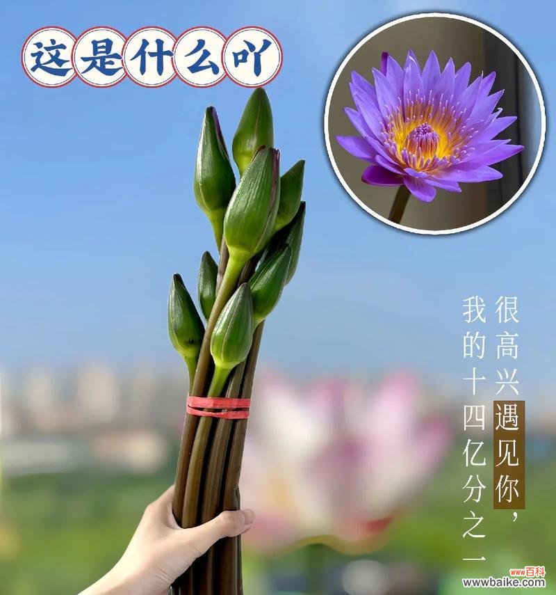 美人鲜花的花语是什么?美人鲜花象征着什么?