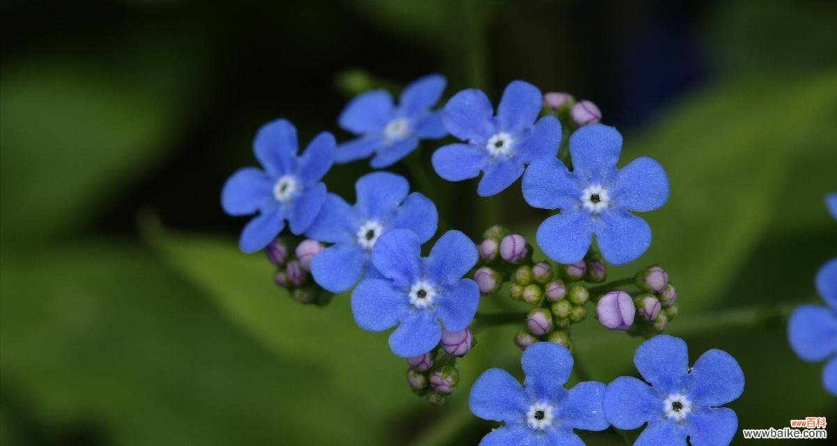 36朵小香风玫瑰代表什么？这种花语有何含义？