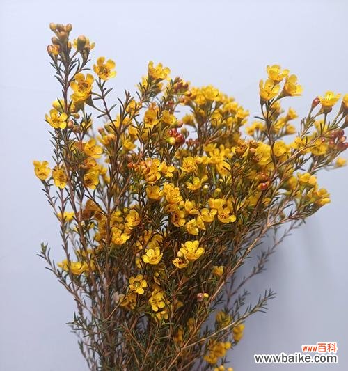 腊梅的花语有哪些？腊梅在文化中的象征意义是什么？