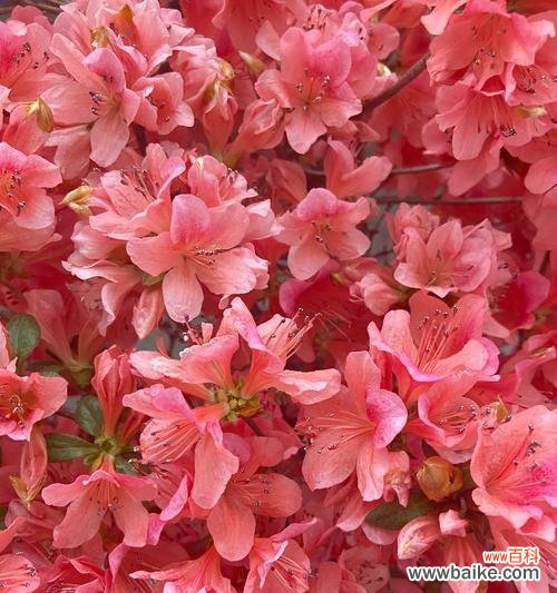 哪种花代表细心善良谨慎忠诚?花语中有哪些含义?