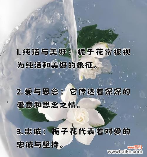 哪种花代表细心善良谨慎忠诚?花语中有哪些含义?