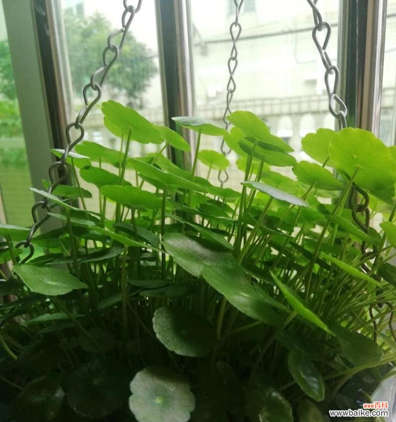 红钱草的花语有何含义？