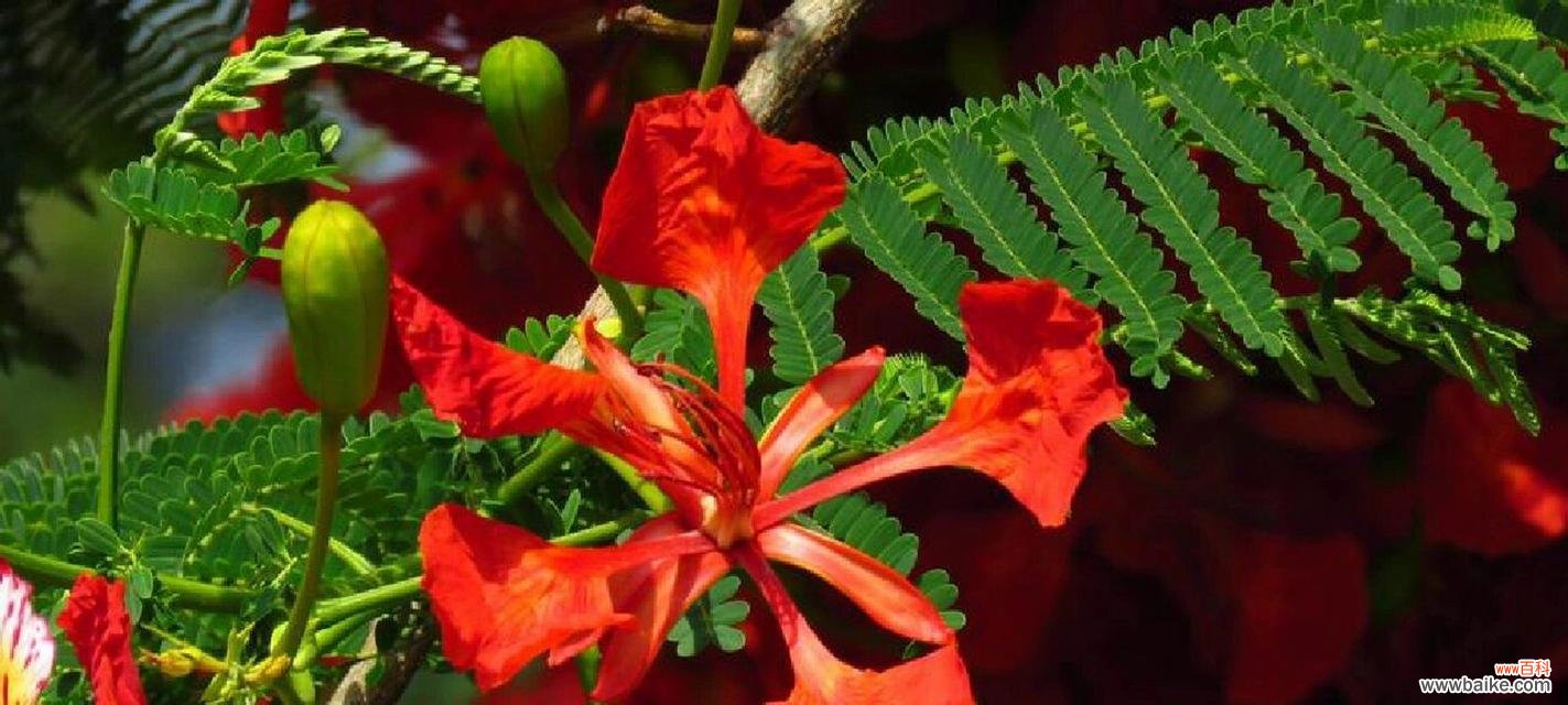 思念的花语是什么？表达思念情感的花语有哪些？