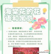 思念的花语是什么？表达思念情感的花语有哪些？