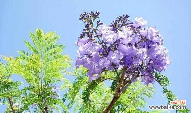 蓝木楹的花语是什么？它象征着什么？