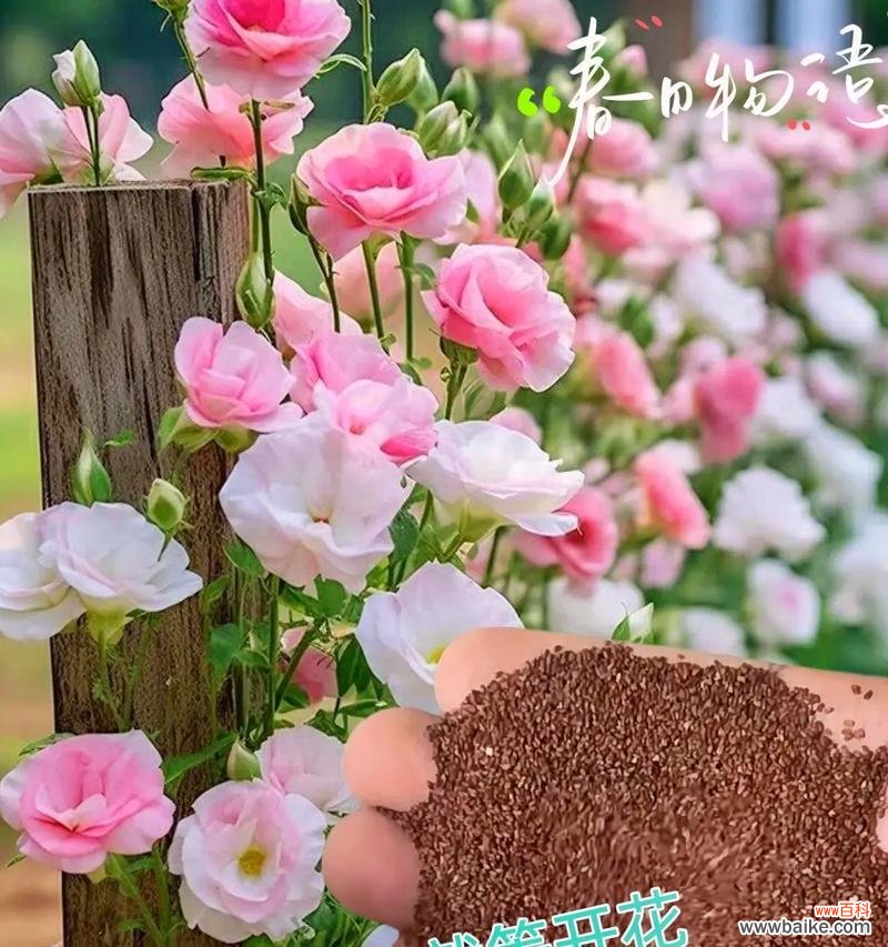 粉色桔梗的花语是什么？有哪些特别含义？