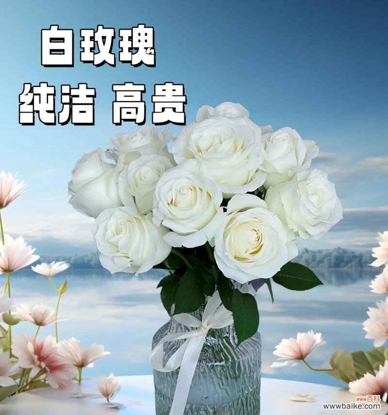 白玫瑰花语寓意和象征是什么？白玫瑰代表了哪些情感？