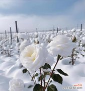 白玫瑰花语寓意和象征是什么？白玫瑰代表了哪些情感？