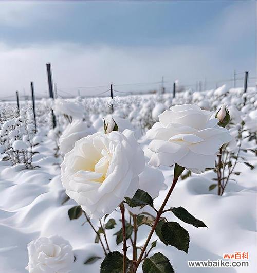 白玫瑰花语寓意和象征是什么？白玫瑰代表了哪些情感？