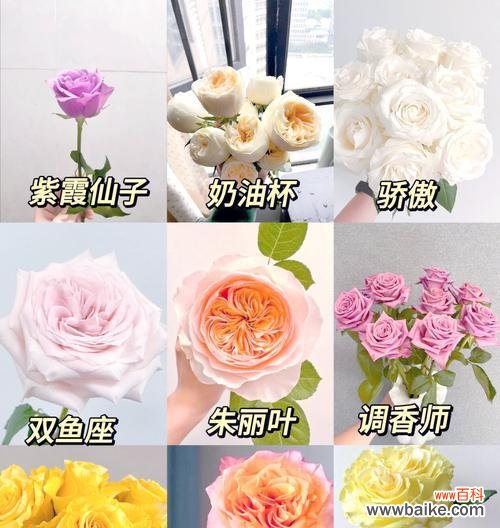 玫瑰花数量不同，花语有何不同？