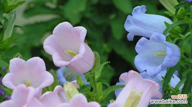 花语品牌鞋服是什么？如何通过鞋服表达花语？