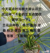 兰花的花语是什么？如何用语录表达兰花的美？