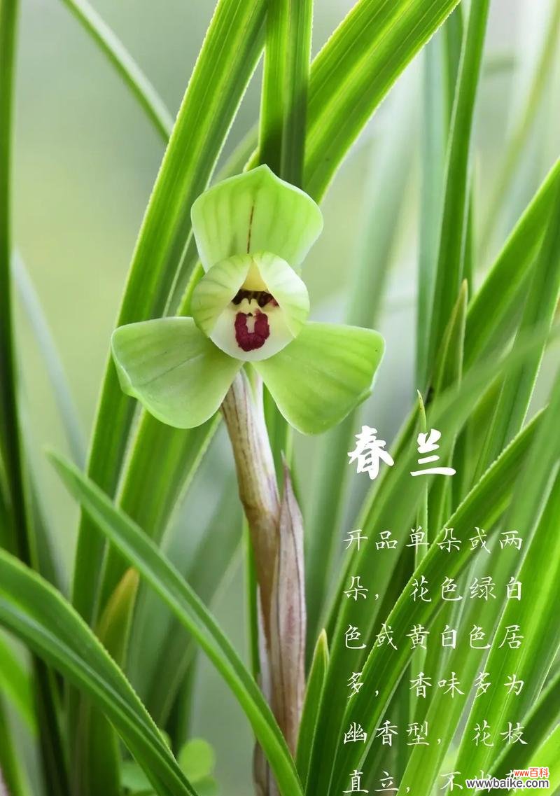 兰花的花语是什么？如何用语录表达兰花的美？