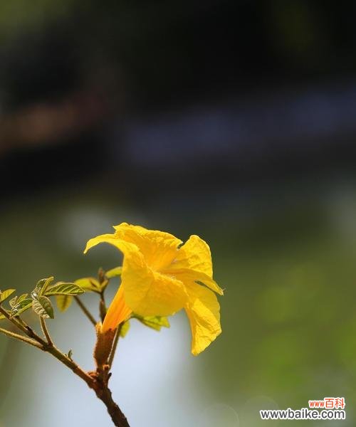 探秘风铃花的美丽寓意与神奇力量 风铃花语